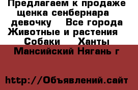 Предлагаем к продаже щенка сенбернара - девочку. - Все города Животные и растения » Собаки   . Ханты-Мансийский,Нягань г.